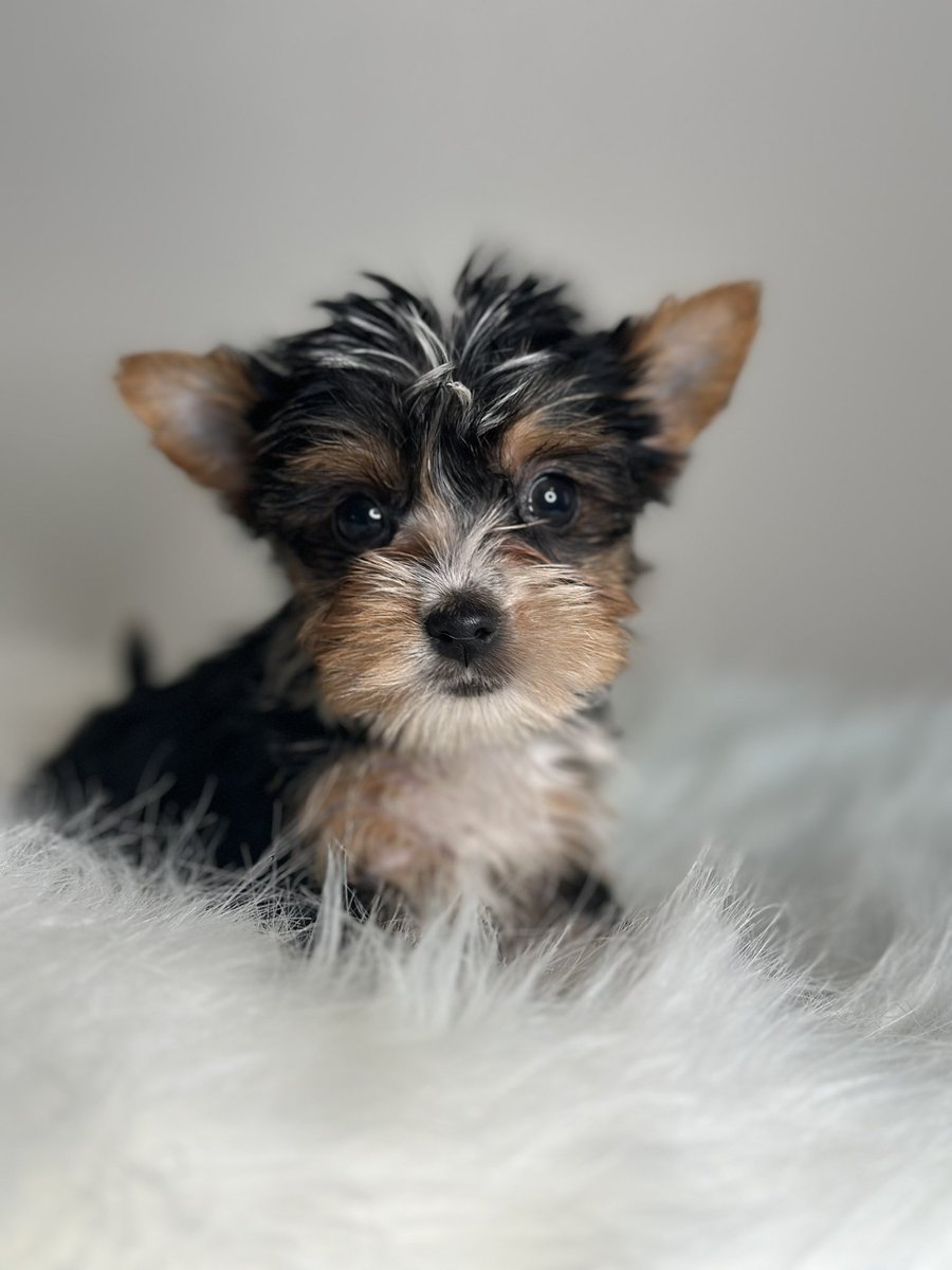 poshablepupschi's tweet photo. Chicago Yorkie puppies
https://t.co/gB5B6yPO3y #yorkiepuppy #yorkiepuppies #yorkiebreeder https://t.co/OxHFo7TnFh