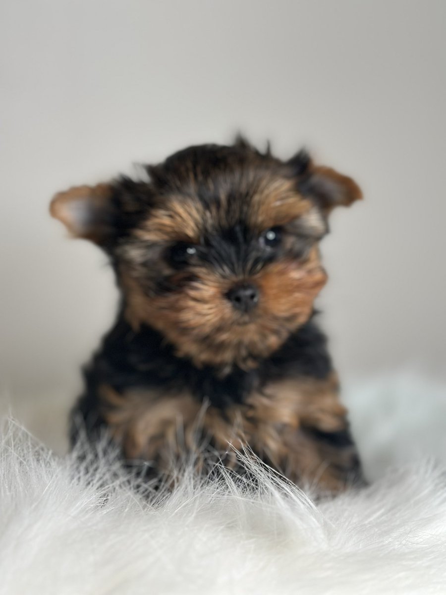 poshablepupschi's tweet photo. Chicago Yorkie puppies
https://t.co/gB5B6yPO3y #yorkiepuppy #yorkiepuppies #yorkiebreeder https://t.co/OxHFo7TnFh