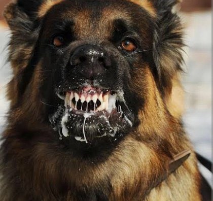 okan0bzn's tweet photo. Gezi parkı olaylarında mesele ağaç olmadığı gibi.”

Şimdi’de mesele köpek değil
Bakma öyle köpek gibi saldırdıklarına. https://t.co/Af9xXzusXD