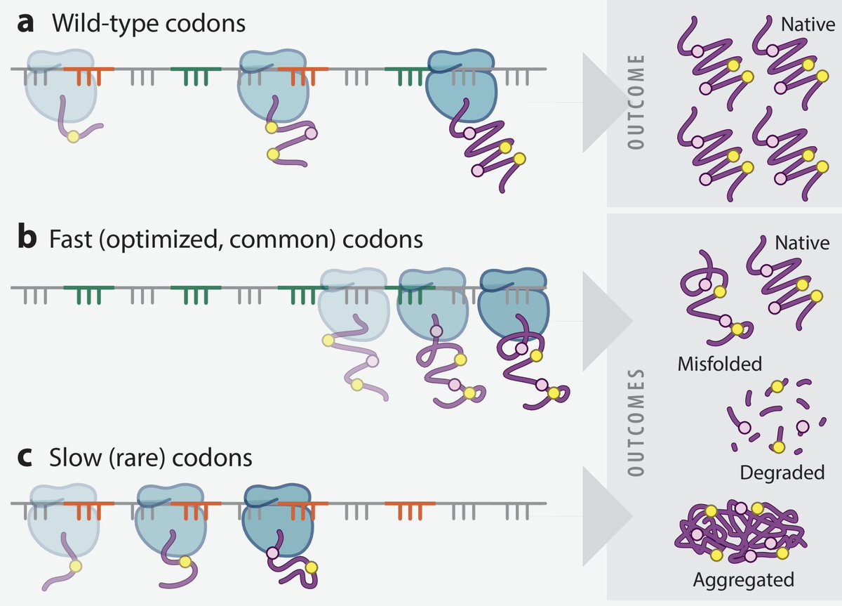 The Effects of Codon Usage on Protein Structure and Folding
doi.org/10.1146/annure…