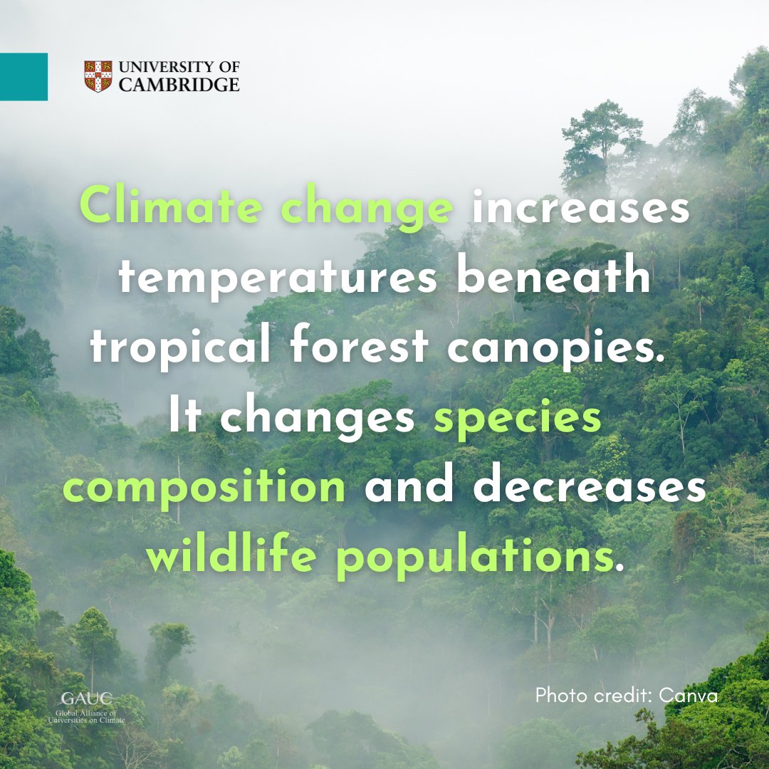 Global Alliance of Universities on Climate (@gauc_news) on Twitter photo Tropical forests are not safe from the severe impacts of climate change.
Researchers from <a href="/Cambridge_Uni/">Cambridge University</a> @plantsci conducted a study showing how the temperature rise beneath tropical forest canopies could threaten biodiversity🌳.
Read more: cutt.ly/PegOceKQ Tropical forests are not safe from the severe impacts of climate change.
Researchers from <a href="/Cambridge_Uni/">Cambridge University</a> @plantsci conducted a study showing how the temperature rise beneath tropical forest canopies could threaten biodiversity🌳.
Read more: cutt.ly/PegOceKQ