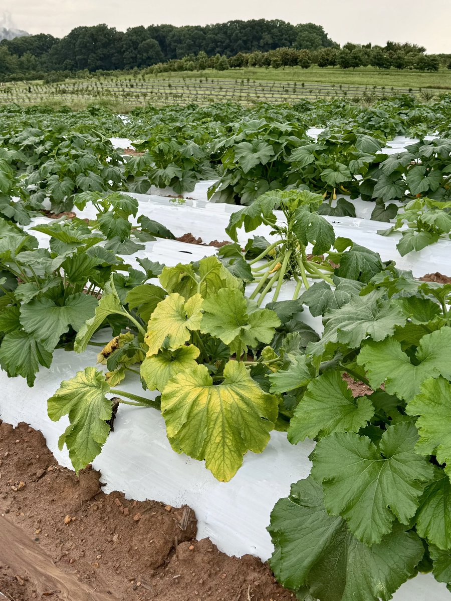 Ed Sikora tweet media