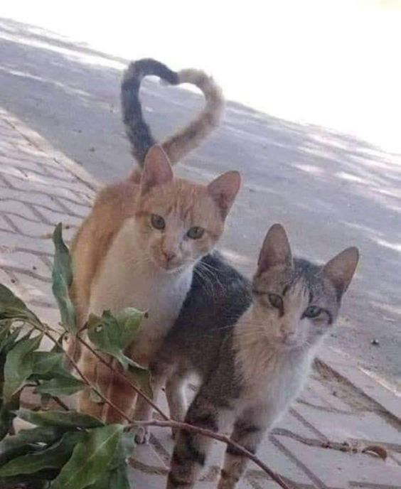 GENTLECAT (@gentleeeeeeecat) on Twitter photo 