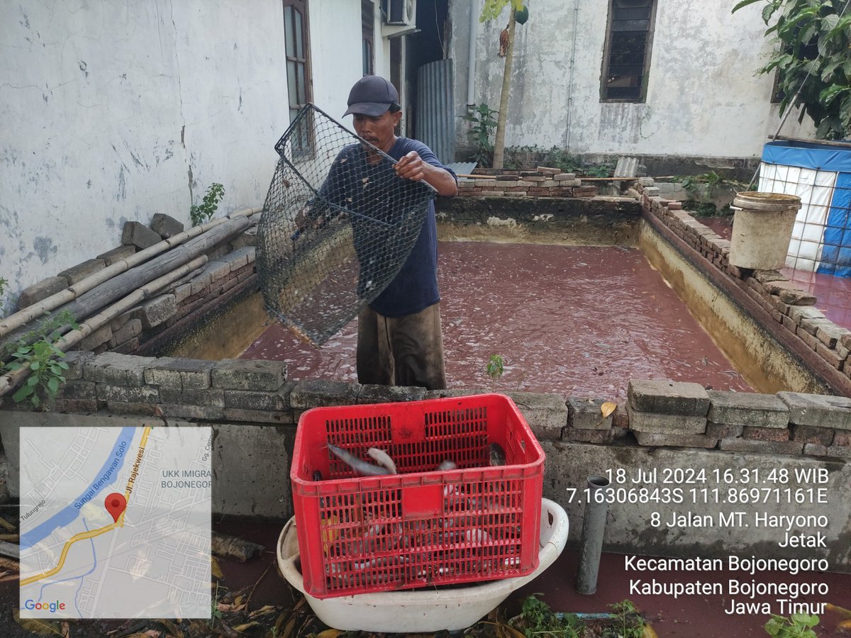 bett_alqi's tweet photo. Kamis (18/7), Baiti, Luhkan Bojonegoro, mendampingi #panen Lele di Bpk Bambang (Kel. Jetak), teknologi sederhana, sebanyak 103 kg, kolam beton luas 12 m², size 6 - 10 ek/kg, harga Rp. 19.000/kg
#GiatLuhkanSatminkalBWI
#Bnegoro 
@puslatluhkp
@bppsdm_bp3bwi https://t.co/d0U3fvHf1T