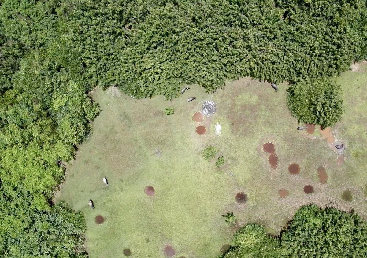 The use of #Drone in our feral #HongKong #Buffalo 🐃 research has opened some interesting opportunities. #StayTuned for findings.
 
#WaterBuffalo #Ecology #Wallowing #Socialbehaviour