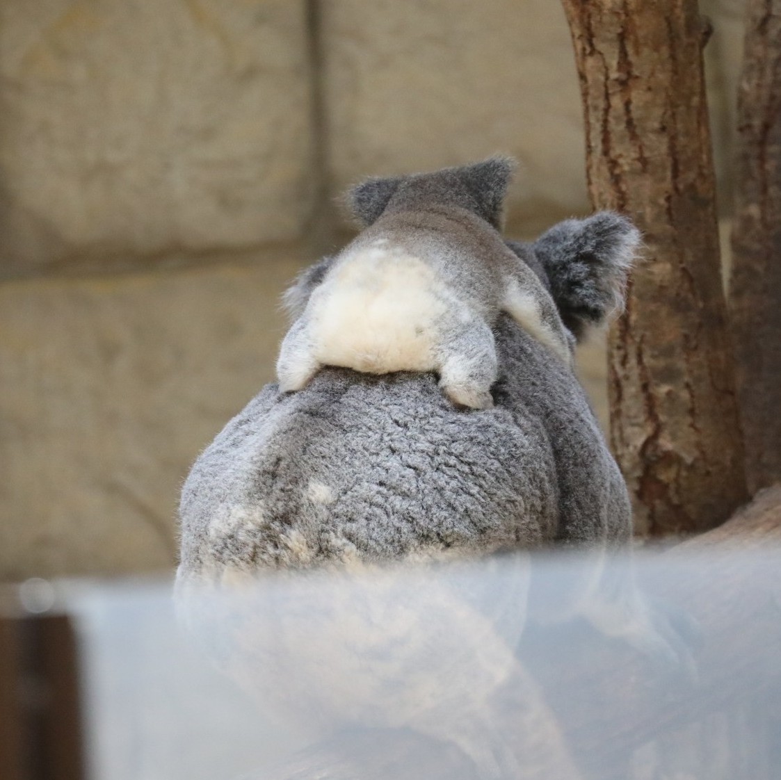 higashiyama5555's tweet photo. 今までの赤ちゃんコアラの ふわふわお尻ベストコレクション🐨✨

#東山動植物園　#コアラ https://t.co/5dSI4qyLxq