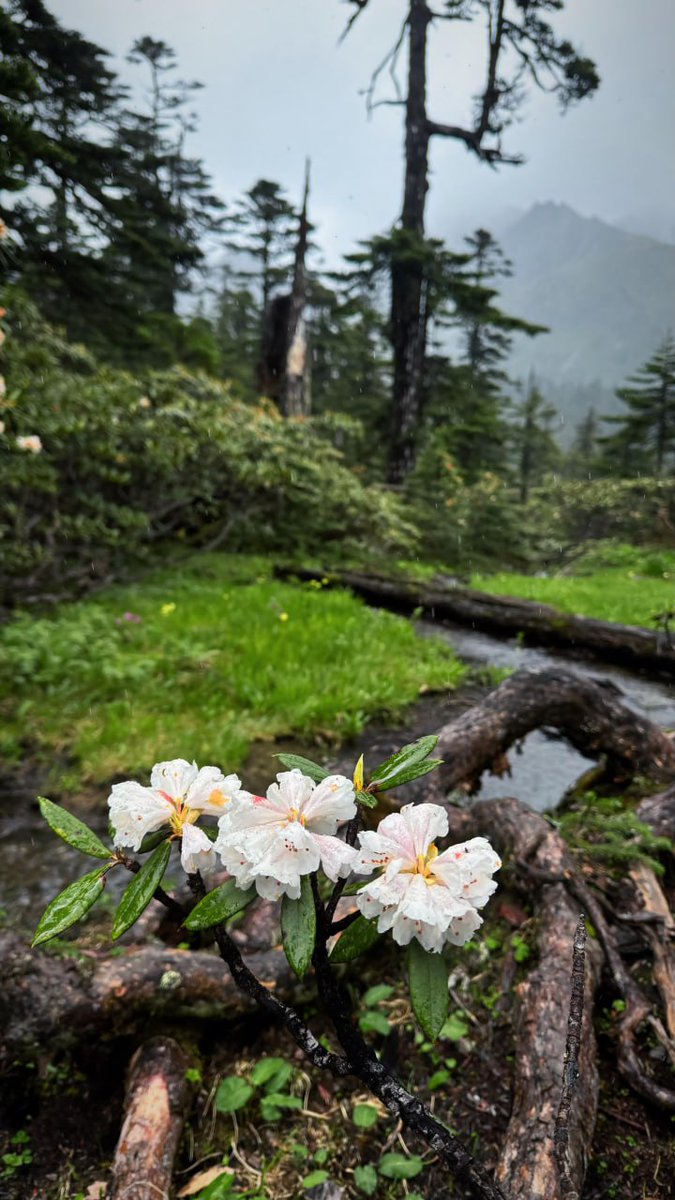 I picked up all kinds of mushrooms while hiking today. They look colorful, but some of them are poisonous.