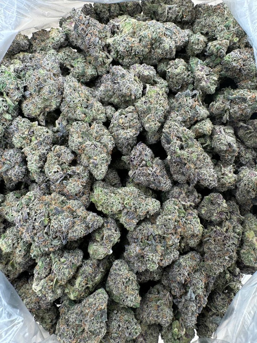 BubbaExotics's tweet image. -PINK SORBET 
-LICENSED FARM