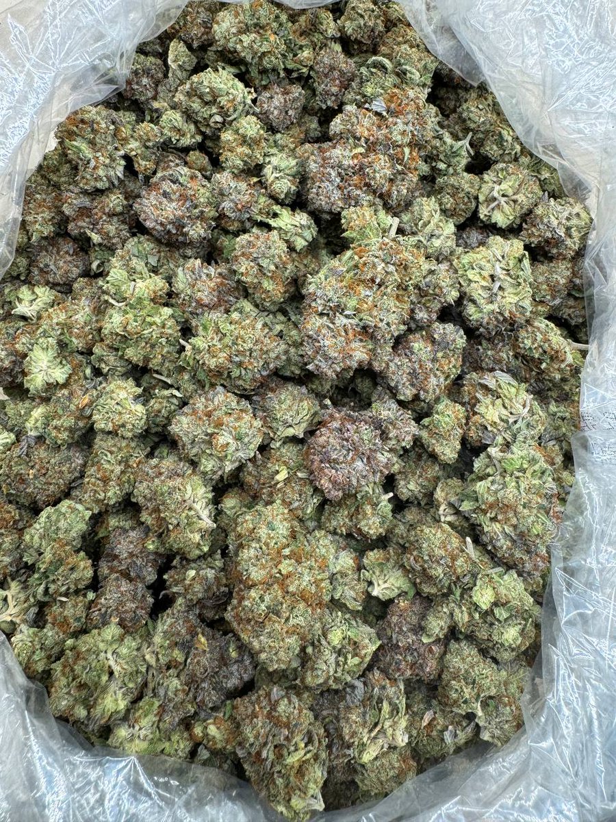 BubbaExotics's tweet image. -GELATO KING