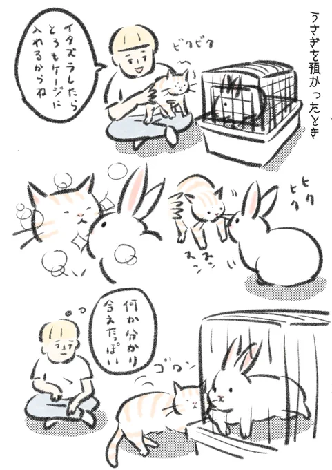 友人からうさぎを預かった日、最初すごい戸惑っていたけどこいつは脅威じゃないんだという事をすぐわかってくれたとろみです。 