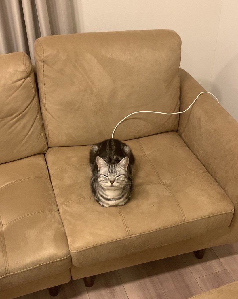 cat_anko3's tweet photo. お尻から充電中のねこ https://t.co/TajdbcQxnO