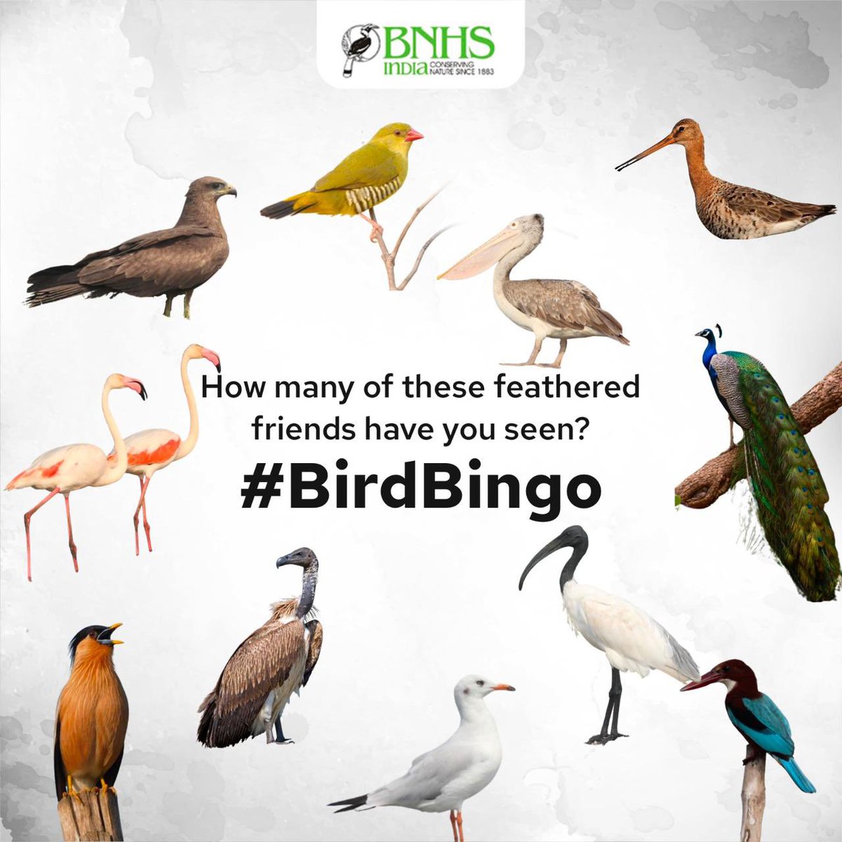 BNHSIndia's tweet photo. How many 'fellow earth creatures' have you spotted lately? ๐พโจ
#WildlifeWonders #CreatureCount #BNHS
(BNHS, Animals, Species, Birds, Insects, Wildlife) https://t.co/P1VNnq6XDB