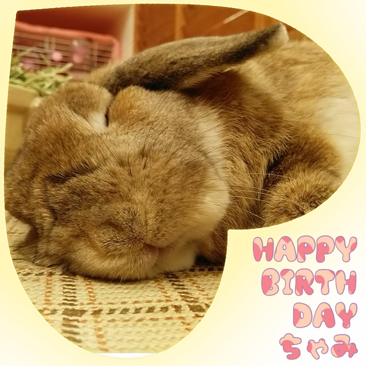 本日12:00～オープン致しました🐰 🎉HAPPY BIRTHDAY🎉 🍀べる🍀 🍀ちゃ