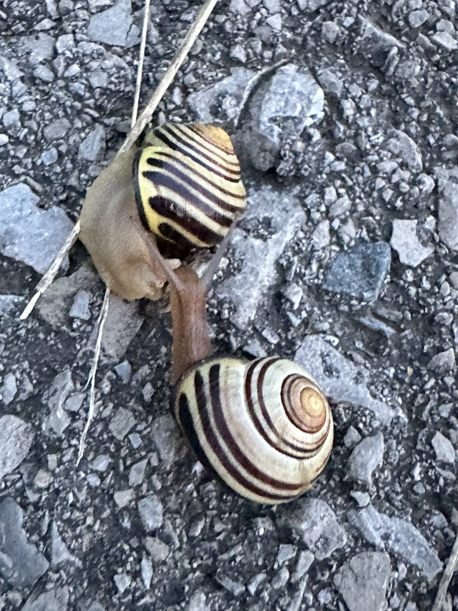 katgoesme0w's tweet image. but also saw this today so who am i to complain #snaillovers #menwho #tagurself #notsad