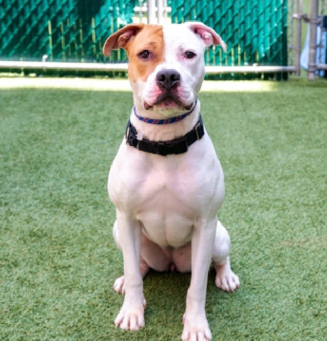 TAV4NYCACCDogs's tweet photo. Sunset 199958 2 yr old Female
#PriorityList #NYCACC
Did not receive much training as puppy, not her fault
Needs patient home willing to work with her
6️⃣7️⃣ days in shelter
Please give her a chance!
#pledge #foster #adopt https://t.co/K2UOWNNkvv