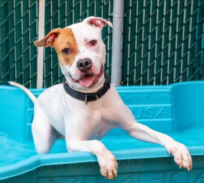 TAV4NYCACCDogs's tweet photo. Sunset 199958 2 yr old Female
#PriorityList #NYCACC
Did not receive much training as puppy, not her fault
Needs patient home willing to work with her
6️⃣7️⃣ days in shelter
Please give her a chance!
#pledge #foster #adopt https://t.co/K2UOWNNkvv