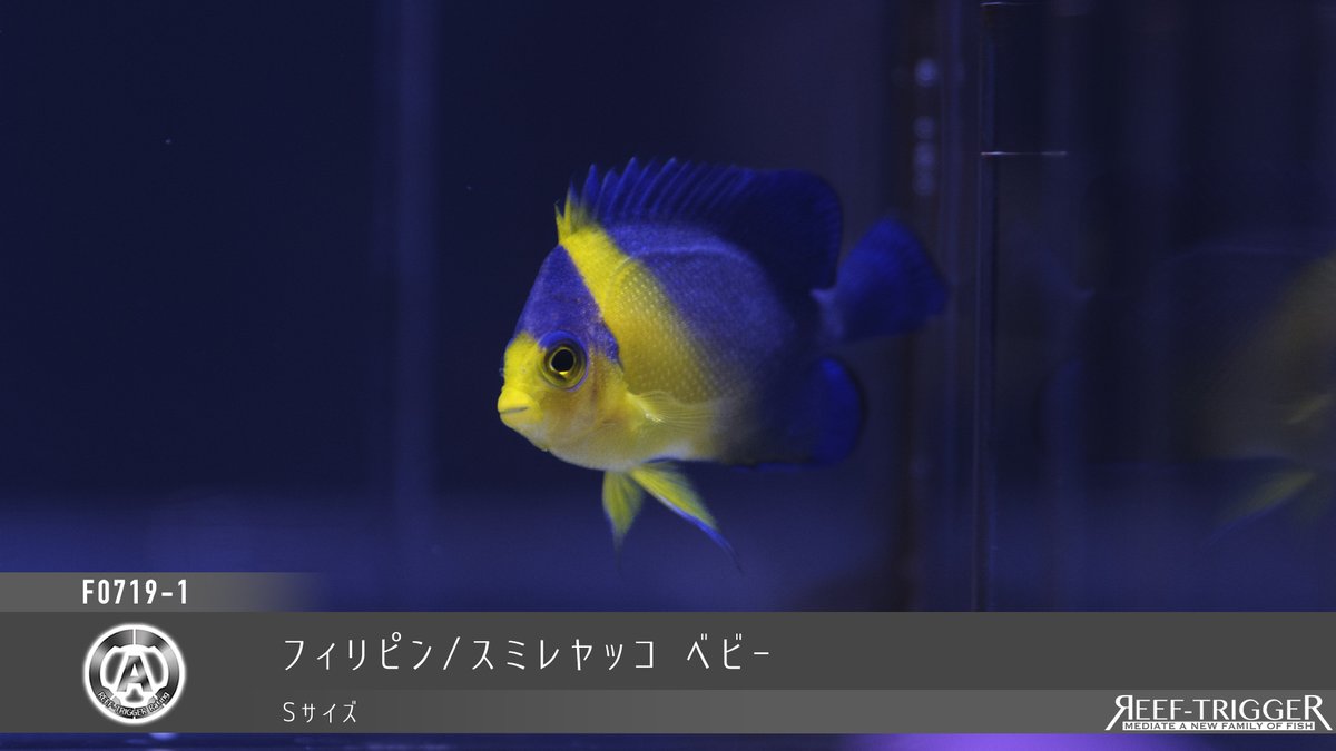 REEF_TRIGGER's tweet photo. New arrival

フィリピン/
スミレヤッコ　ベビー
キンリンサザナミハギ　ベビー
ミゼットラス(ピンクフラッシャー)
https://t.co/3jAyE6L4fT https://t.co/DgWHmiHIph