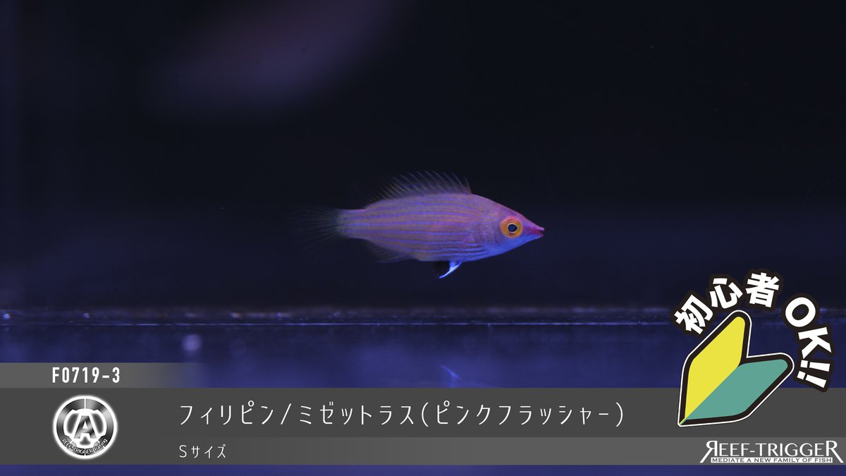 REEF_TRIGGER's tweet photo. New arrival

フィリピン/
スミレヤッコ　ベビー
キンリンサザナミハギ　ベビー
ミゼットラス(ピンクフラッシャー)
https://t.co/3jAyE6L4fT https://t.co/DgWHmiHIph