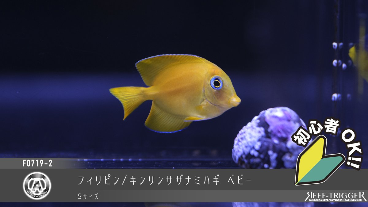 REEF_TRIGGER's tweet photo. New arrival

フィリピン/
スミレヤッコ　ベビー
キンリンサザナミハギ　ベビー
ミゼットラス(ピンクフラッシャー)
https://t.co/3jAyE6L4fT https://t.co/DgWHmiHIph