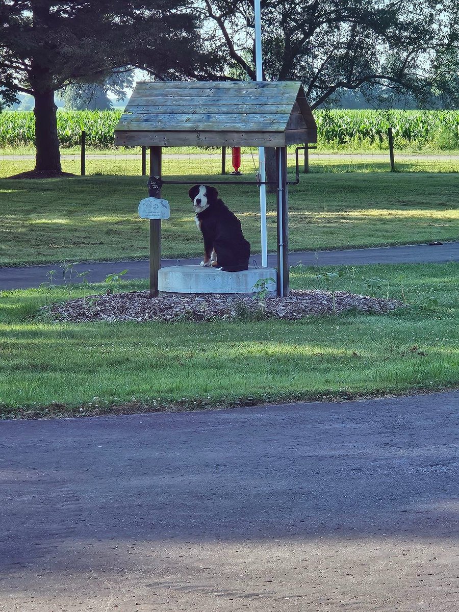 JasonJardine15's tweet photo. @KarhyMelis74587 Berners are my favorite dogs https://t.co/VwXfNFqj1P