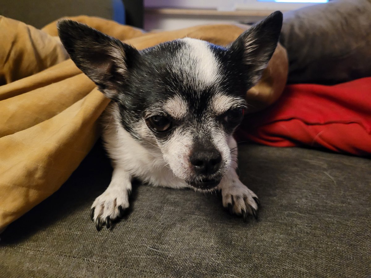 Guten Morgen, ihr Lieben. 🧡 

Kommt gut durch den Freitag. Gleich ist Wochenende. 
🐶🍀☀️😊