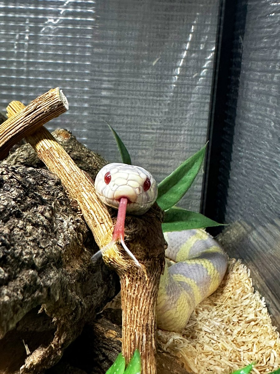 ぺーよよよよよよ

 #カリキン