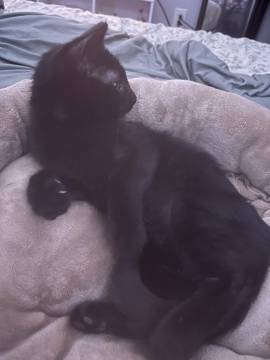 bassboostio's tweet photo. lil life update ya boy got a kitten. meet shadow :) https://t.co/l1qxg3mgRp