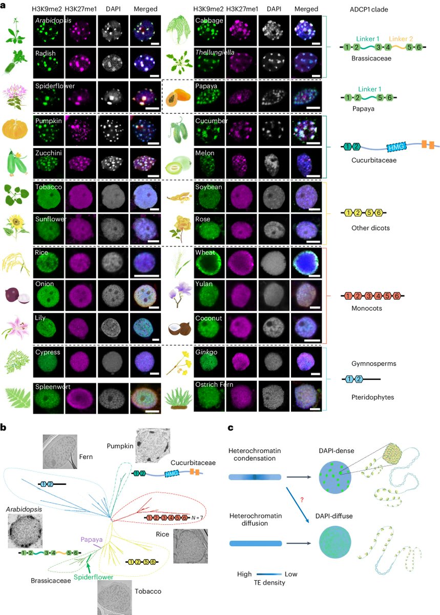 New Article: "Evolutional heterochromatin condensation delineates chromocenter formation and retrotransposon silencing in plants" rdcu.be/dOicV

"our work uncovers a coevolved mechanism of phase separation in packing heterochromatin and silencing retrotransposons."