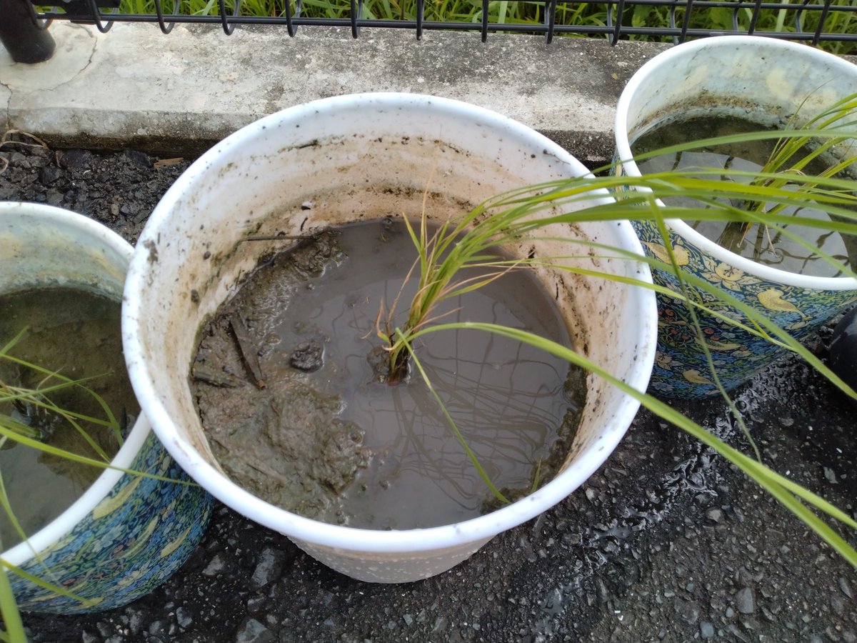 #バケツ稲
水ですが、今は浅水で管理してます!
ちょっと風が強いです
#さがびより
#夢しずく