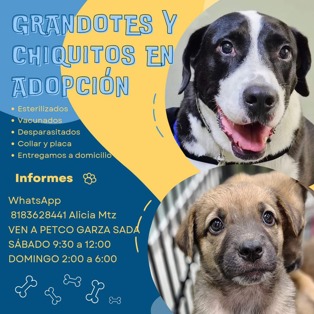 Ayúdanos a ayudarlos!
#primeroadopta
Todos se entregan vacunados desparasitados y esterilizados 
Ven a #PETCO GARZA SADA 
SÁBADO 9 30 a 12 00
DOMINGO 2 00 a 6 00
INF  Alicia Mtz WhatsApp 8183628441
<a href="/AVISOSMTY/">AVISOSMTY</a> <a href="/aztecacomunidad/">#ComunidadAzteca</a>
<a href="/buscandoajunior/">Buscando a Junior</a> @DistritoTec <a href="/3KaminosGpe/">Tres Caminos Gpe</a> <a href="/Paty_G_/">Patricia Gameros</a>