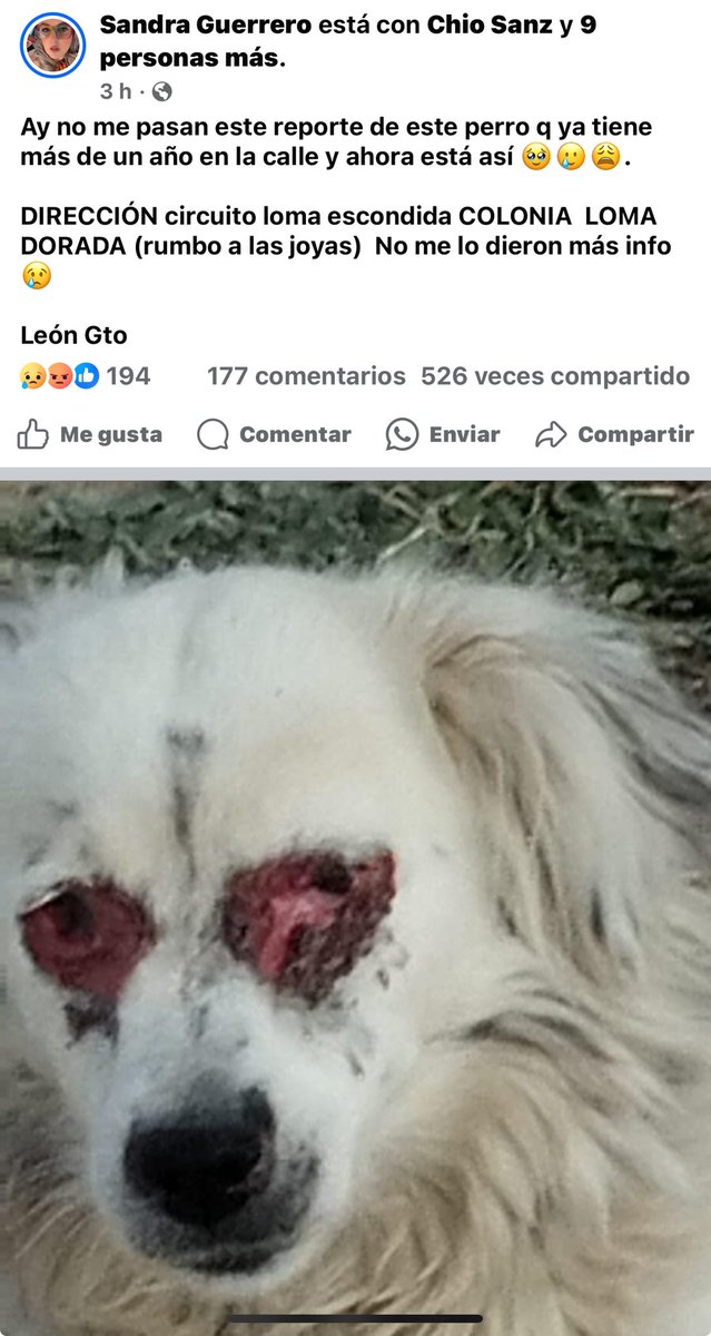 SoyDeLeon_Mx's tweet photo. #MaltratoAnimal  #LeónGuanajuato #ImágenesFuertes 

@AleGutierrez_mx den con el responsable de esta semejante atrocidad!!!!!! 🚨🚨🚨🚨🚨🚨🚨 no puede ser posible que quien hizo esto se encuentre entre nosotros 🤬 me enerva, me perturba me encabrona @mestizo_amor @iguanomayor @Seguridad_Leon @municipio_leon @Mr_Civico @Yael_LaRuiz @YoAmoaLaCiencia @rbarriosfuentes @LicAnimalista @AJaulas @LSRGuanajuato @LeonGTO01  @elKafkarrabias