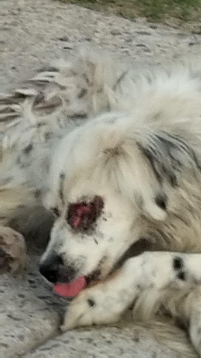 SoyDeLeon_Mx's tweet photo. #MaltratoAnimal  #LeónGuanajuato #ImágenesFuertes 

@AleGutierrez_mx den con el responsable de esta semejante atrocidad!!!!!! 🚨🚨🚨🚨🚨🚨🚨 no puede ser posible que quien hizo esto se encuentre entre nosotros 🤬 me enerva, me perturba me encabrona @mestizo_amor @iguanomayor @Seguridad_Leon @municipio_leon @Mr_Civico @Yael_LaRuiz @YoAmoaLaCiencia @rbarriosfuentes @LicAnimalista @AJaulas @LSRGuanajuato @LeonGTO01  @elKafkarrabias