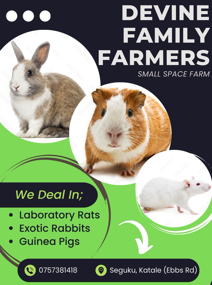 FarmboyUg's tweet photo. @wekesa_amos @RwenzoriMarathn We deal in Albinos (Laboratory Rats). We supply Sec Schools, Bio Institutions, Farmers etc.
☎️ 0757381418
📍Seguku Katale (Entebbe Rd)
#smallspacefarming https://t.co/GVGzublwbV