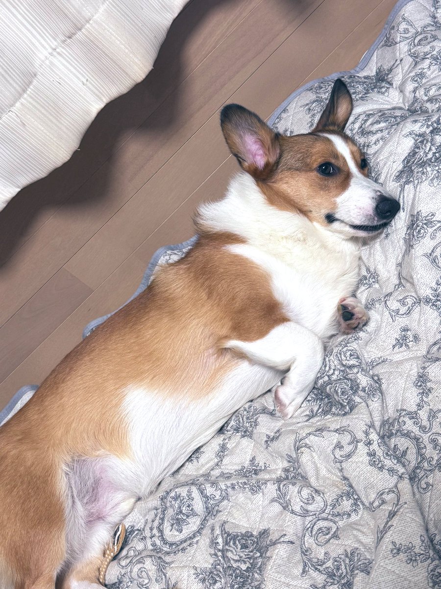 ヘソ天して寝てたのにカメラ向けたらキメ顔しやがった（笑）
#コーギー #Corgi  #コーギーのいる暮らし #子犬 #お友達募集中 #LGBTQ
 #LGBTQ #LGBTQさんと繋がりたい  #セクマイさんと繋がりたい  #大人のセクマイさんと繋がりたい