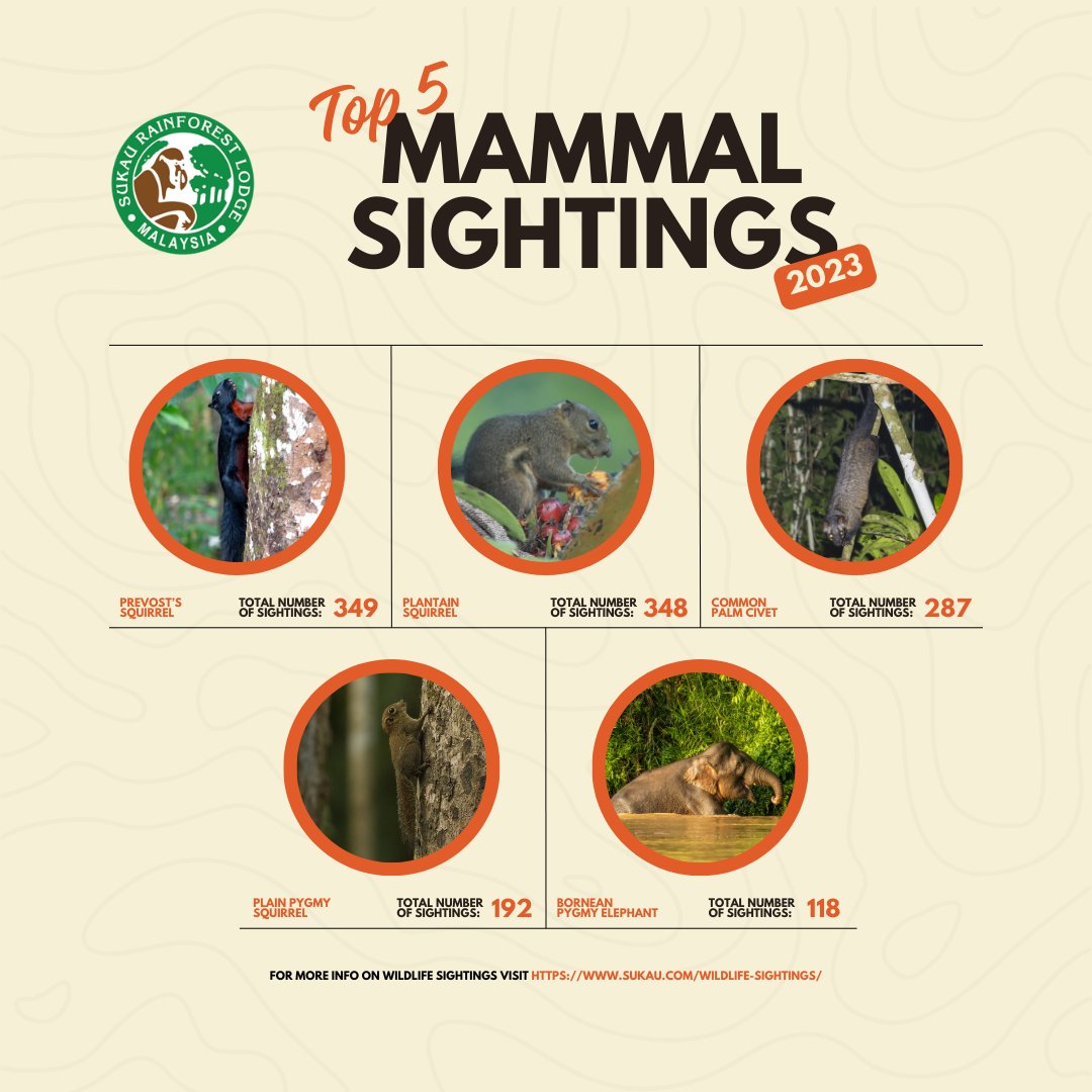 sukaurainforest's tweet photo. In Kinabatangan, the most commonly sighted mammals in 2023 are the Prevost's Squirrel, Plantain Squirrel, and Common Palm Civet, often seen due to their adaptable nature and prevalence.

*Please also note that these data are not 100% accurate and are based solely on observations. https://t.co/dzPvZm0KhG