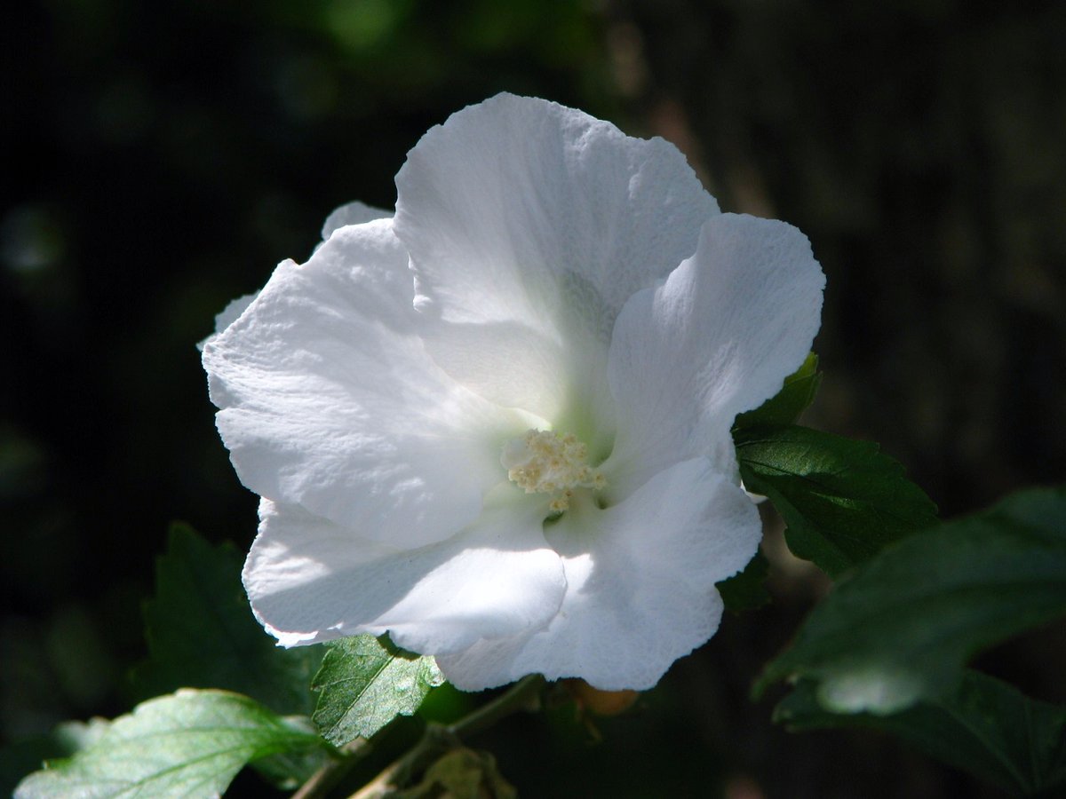 Platanus_leaves 🌸🌸🍃 tweet media