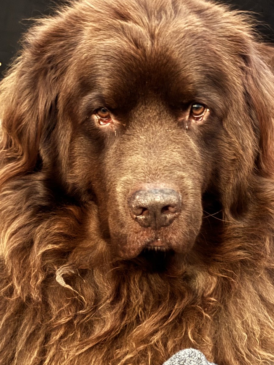 cubfinley's tweet photo. The focus of Hoss when he sees meat on your plate. Seriously no need photoshop he’s staring me down.  #hossbronx https://t.co/vL6fv46ZfV