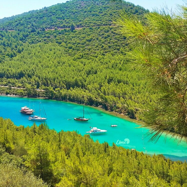 Bodrum Cennet Koyu’nda değeri 2.1 milyar TL olan 700 dönümlük kamu arazisini Mehmet Cengiz ve Fettah Tamince tamamı Ziraat Bankası’ndan alınan 277 milyon liralık krediyle çöktüler. Danıştay ihaleyi 2 kez iptal etmesine ragmen Erdoğan'ın devreye girmesiyle iptal kararı uygulanmadı