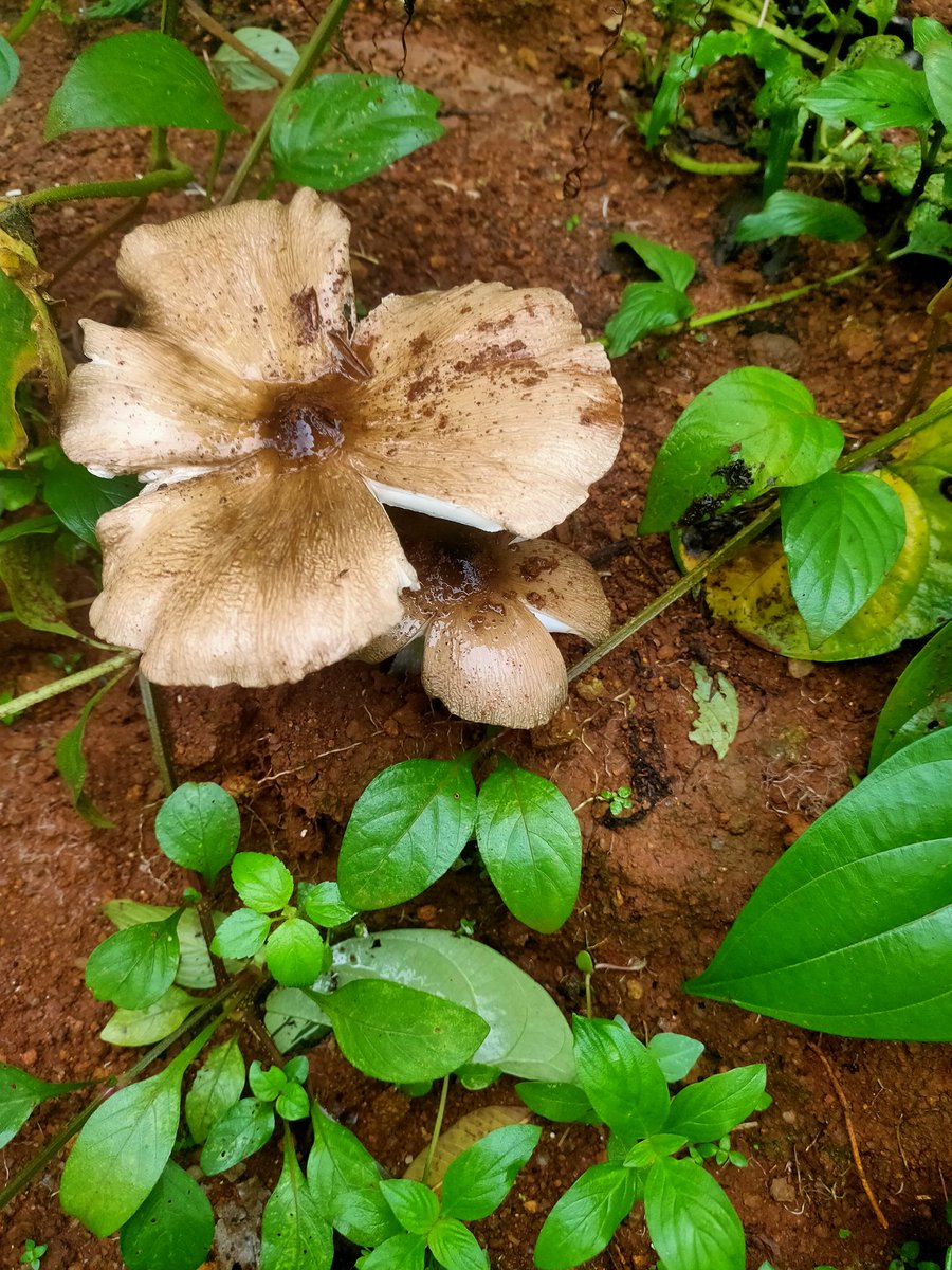 SkariaRose's tweet photo. അമ്മയും കുഞ്ഞും https://t.co/lLsdgHYJd4