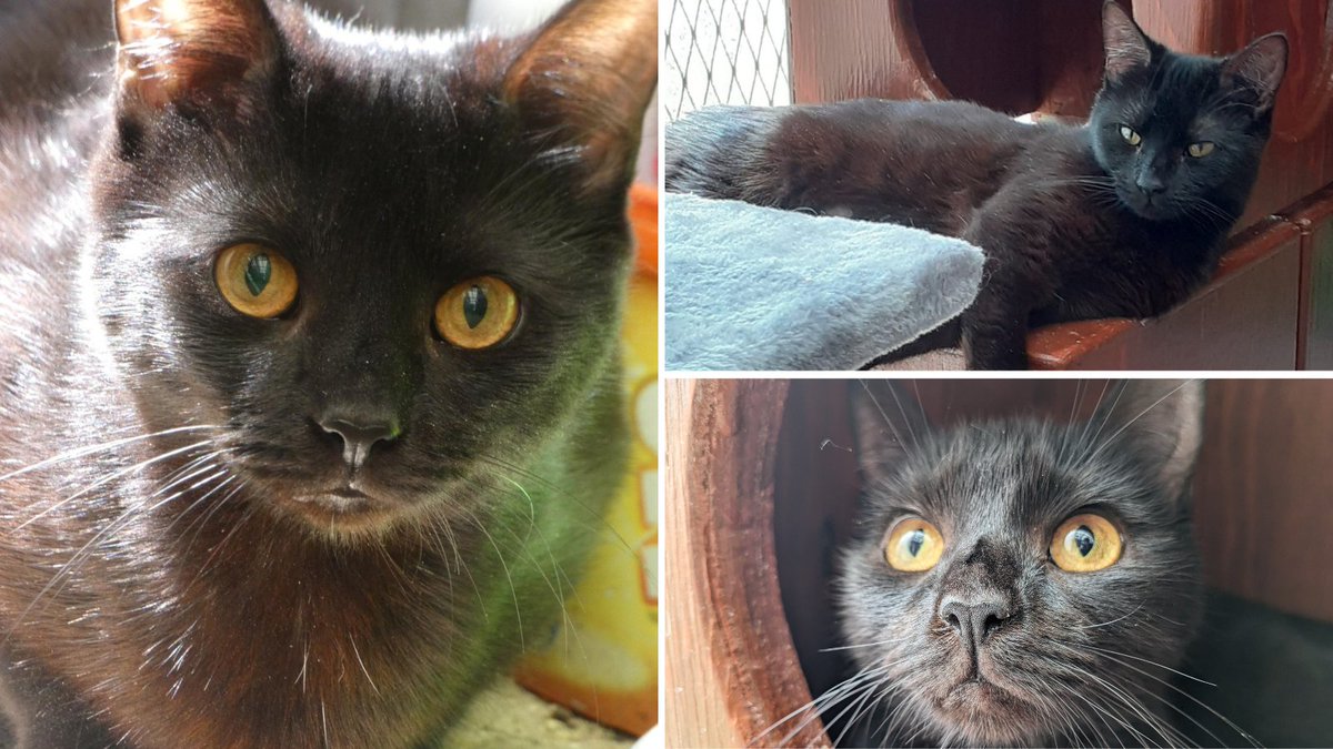 Please retweet to help Pixie find a home #SURREY #UK 
Aged 2, Pixie is losing her sight. She is looking for an indoor home. She may be able to live with  another cat and with children aged 12+.
DETAILS or APPLY👇
rspca.org.uk/findapet/searc…
#Cats #Cat #Caturday #Epsom #Guildford