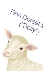 I love Dolly
