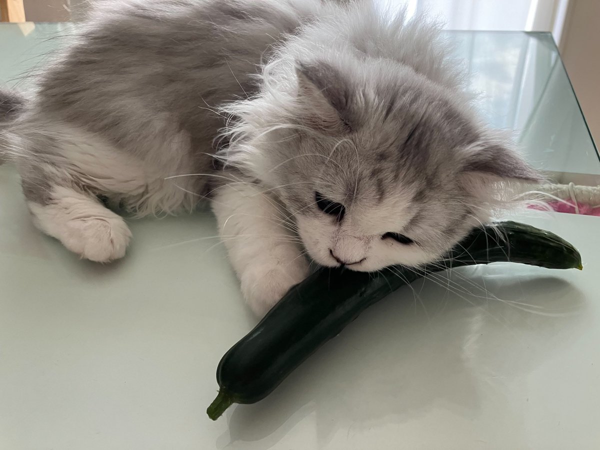 GEFUou's tweet photo. きゅうり美味いにゃー https://t.co/6qET3pLv4i