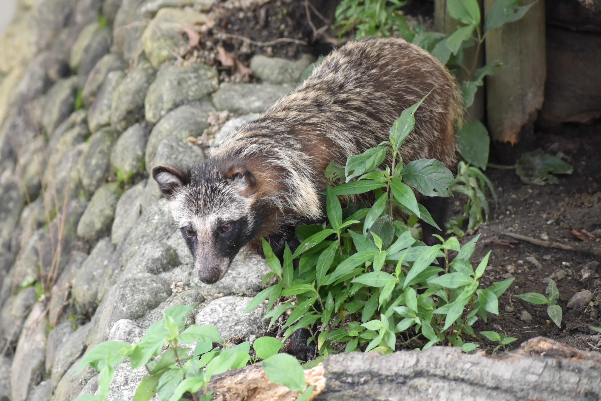 名古屋市東山動植物園 on X: 