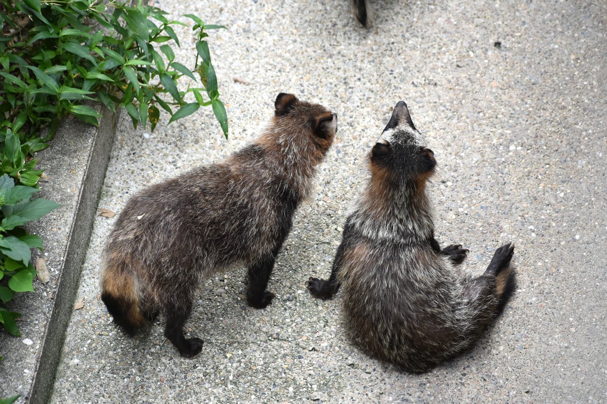 夏タヌキ。ほっそりです。 #東山動植物園 #ホンドタヌキ #タヌキ #夏毛