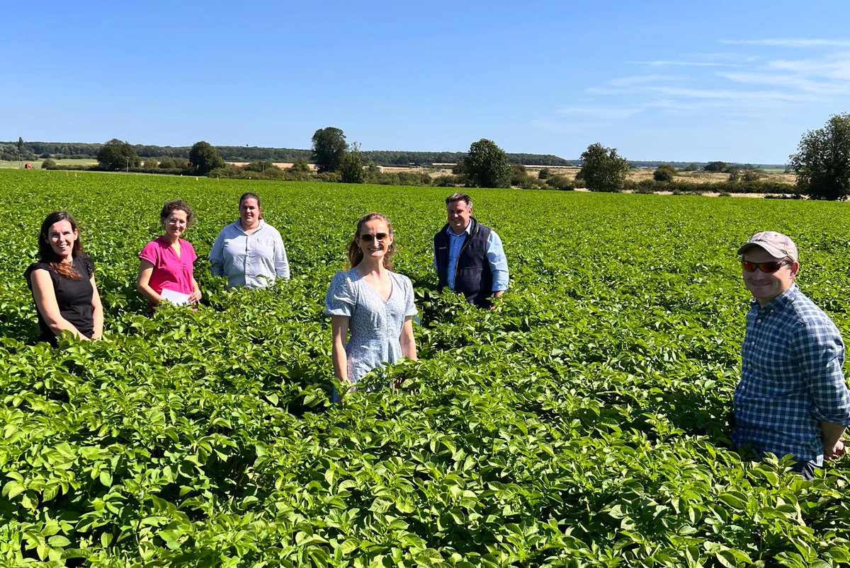 Beautiful day for the Tesco Sustainability team to visit our Net Zero trial field at DC Armstrong Farming near Bardney, Lincolnshire. We're trying a few different crop nutrition approaches to make sure the potatoes get just what they for healthy growth. #NetZeroPotatoes  <a href="/Tesco/">Tesco</a>