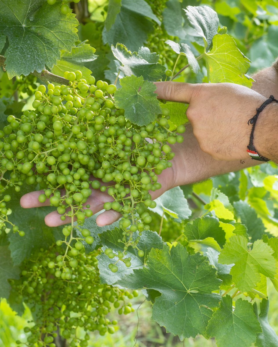 Emilio, nonostante i soli 61 anni, ha già assicurato il futuro della sua azienda agricola grazie ai suoi due figli giovani e appassionati, Denis di 30 anni e Manuel di 21. D’altronde l’azienda si chiama proprio “Azienda agricola Bernardi Emilio e figli”.

🍃🍇🍃🍇