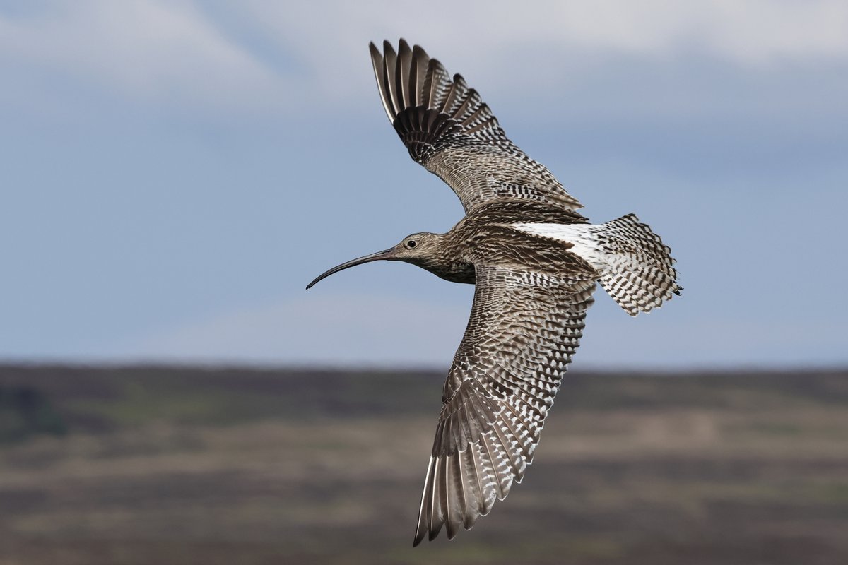 WildlifeDales (@wildlifedales) on Twitter photo More of our tagged #Curlew have been departing from the <a href="/yorkshire_dales/">Yorkshire Dales National Park</a> this last week, with 'Orange Lime', 'Carols' and 'Bee' also heading west for their wintering grounds on the coast 👇
yorkshiredales.org.uk/about/wildlife…
<a href="/_BTO/">BTO</a> <a href="/bolton__castle/">Bolton Castle</a> <a href="/curlewrecovery/">Curlew Recovery Partnership</a> #FiPL
📸 Whitfield Benson More of our tagged #Curlew have been departing from the <a href="/yorkshire_dales/">Yorkshire Dales National Park</a> this last week, with 'Orange Lime', 'Carols' and 'Bee' also heading west for their wintering grounds on the coast 👇
yorkshiredales.org.uk/about/wildlife…
<a href="/_BTO/">BTO</a> <a href="/bolton__castle/">Bolton Castle</a> <a href="/curlewrecovery/">Curlew Recovery Partnership</a> #FiPL
📸 Whitfield Benson