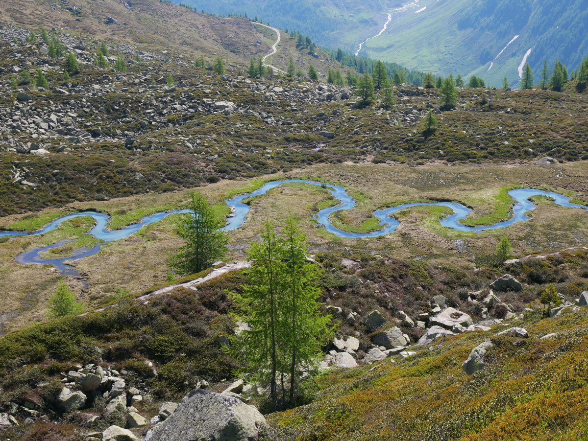 SPR_Survey's tweet photo. From the Alpine Convention Biodiversity Conference and ForumAlpinum in the Triglav National Park, Slovenia, and the high-altitude fieldwork in Alto Adige/Südtirol, Italy in June. https://t.co/kJblDp4NiY