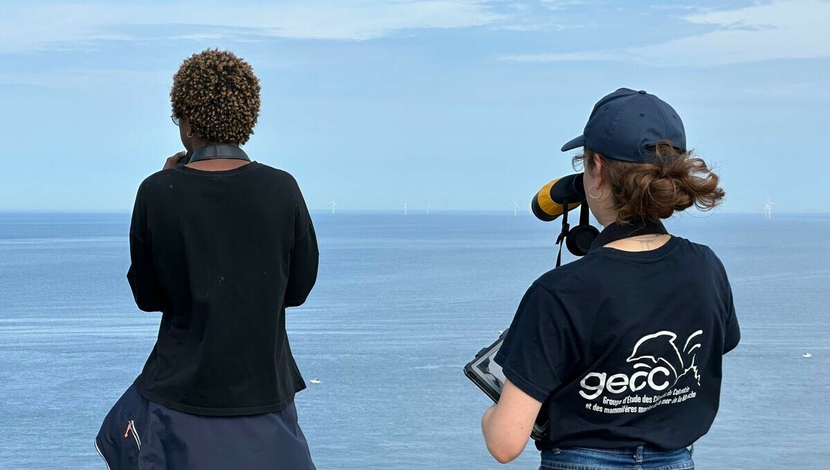 Dauphins, baleines, phoques : participez au recensement des mammifères marins à Fécamp avec le <a href="/GECC_Normandie/">GECC Mammifères marins</a> 
#Manche #Normandie #Dauphin
➡️ l.francebleu.fr/5O5V