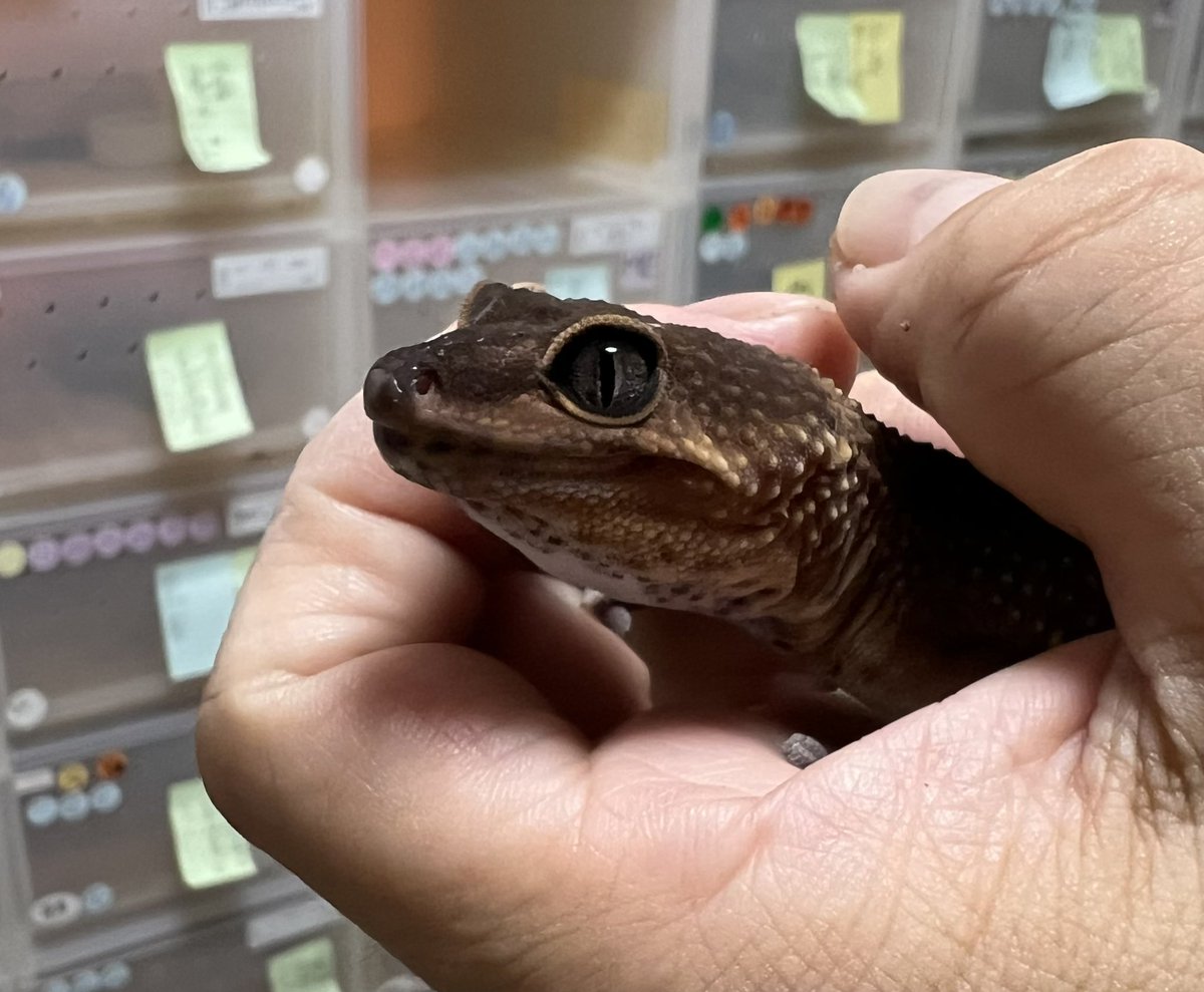 KnightGecko's tweet image. 君は縁取りアイラインが良いやね。

#ヒョウモントカゲモドキ
#レオパ